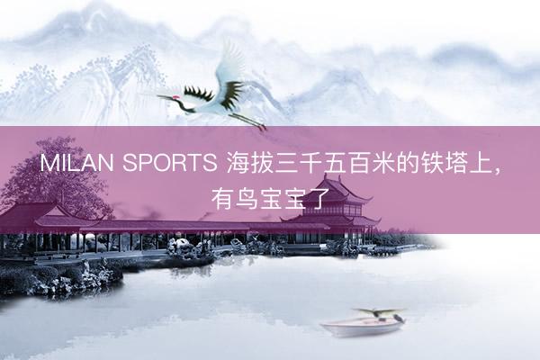 MILAN SPORTS 海拔三千五百米的铁塔上，有鸟宝宝了